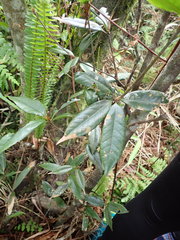 Quercus sessilifolia