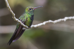 Riccordia swainsonii