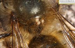 Parasitiformes