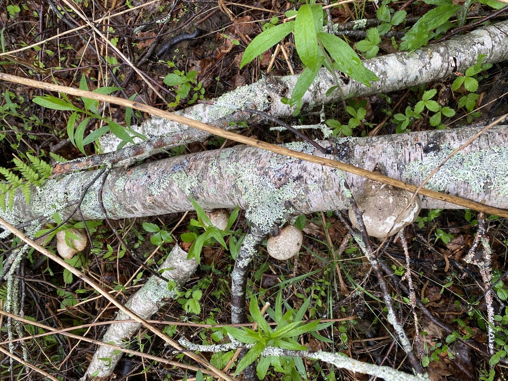 birch polypore · June 2026 · photo: Photo: (c) Barry Cottam, some rights reserved (CC BY) · iNaturalist