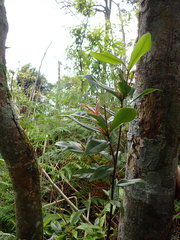 Quercus sessilifolia