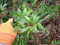 Cinnamomum subavenium