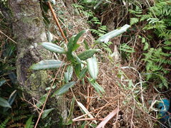 Quercus sessilifolia