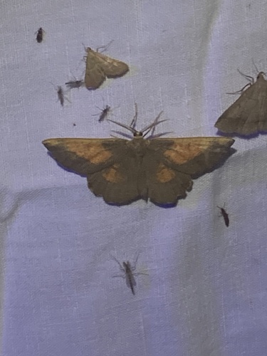 Orange Moth