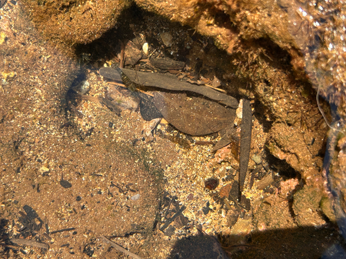 Palaemon debilis observed 2026-06-03