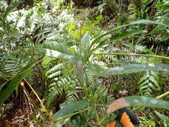 Lithocarpus brevicaudatus