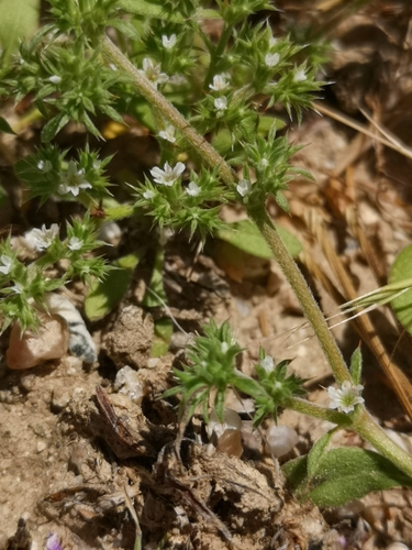 Image of Chorizanthe parryi by (c) Jordan Zylstra, some rights reserved (CC BY)