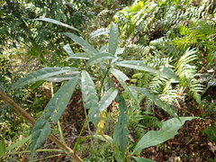 Lithocarpus brevicaudatus