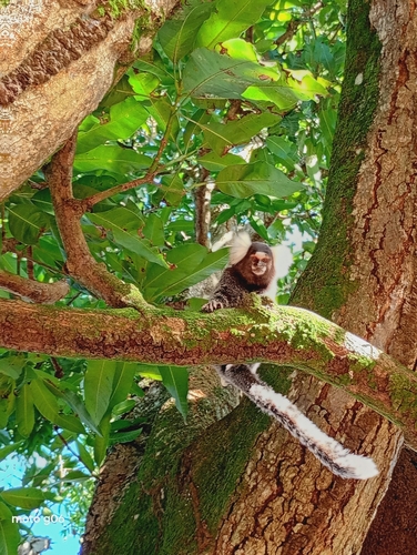 Common Marmoset