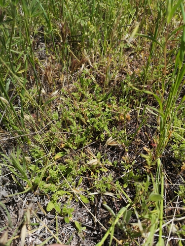 Image of Chorizanthe parryi by (c) Jordan Zylstra, some rights reserved (CC BY)
