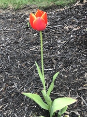 Tulipa