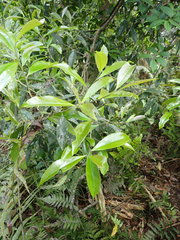 Pyrenaria microcarpa