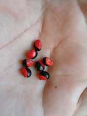 Rhynchosia precatoria