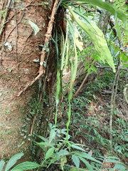 Haplopteris elongata