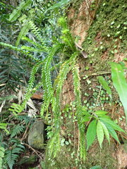 Phlegmariurus fordii