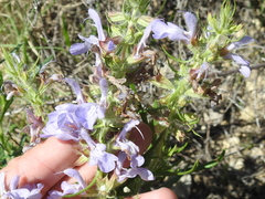 Salvia engelmannii