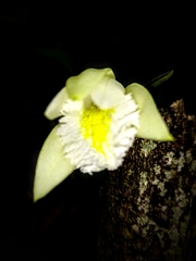Sobralia fragrans