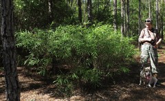 Asimina angustifolia