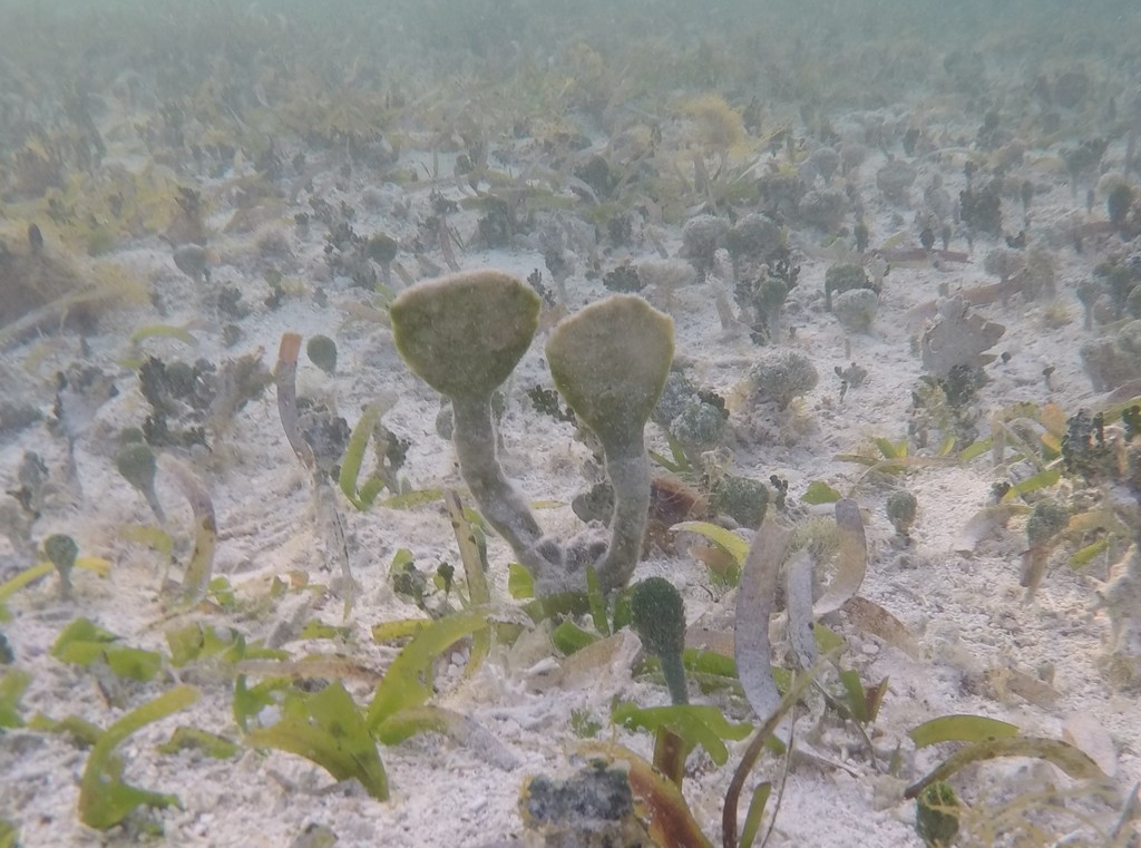 Paddle Blade Algae
