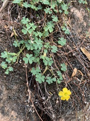 Oxalis exilis