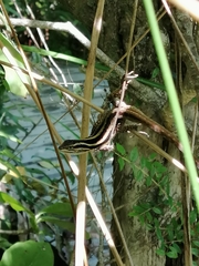 Liolaemus cyanogaster