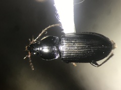 Pterostichus vernalis
