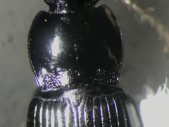 Pterostichus vernalis