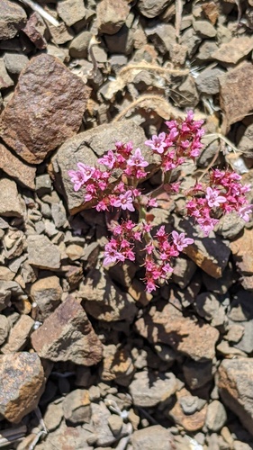 Chorizanthe staticoides, photograph 4