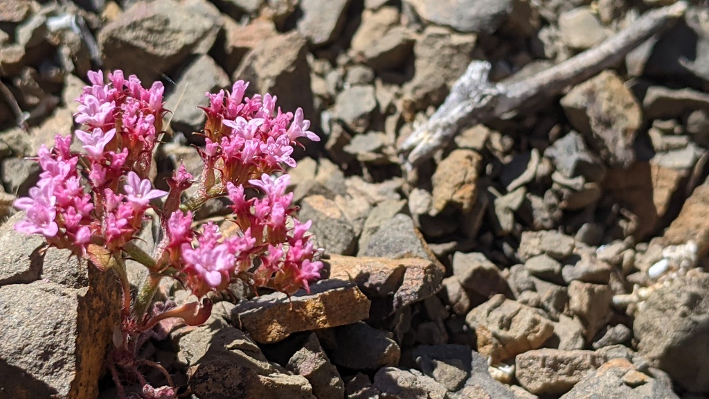 Chorizanthe staticoides; photograph (c) George Williams, some rights reserved (CC BY)