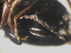 Pterostichus vernalis