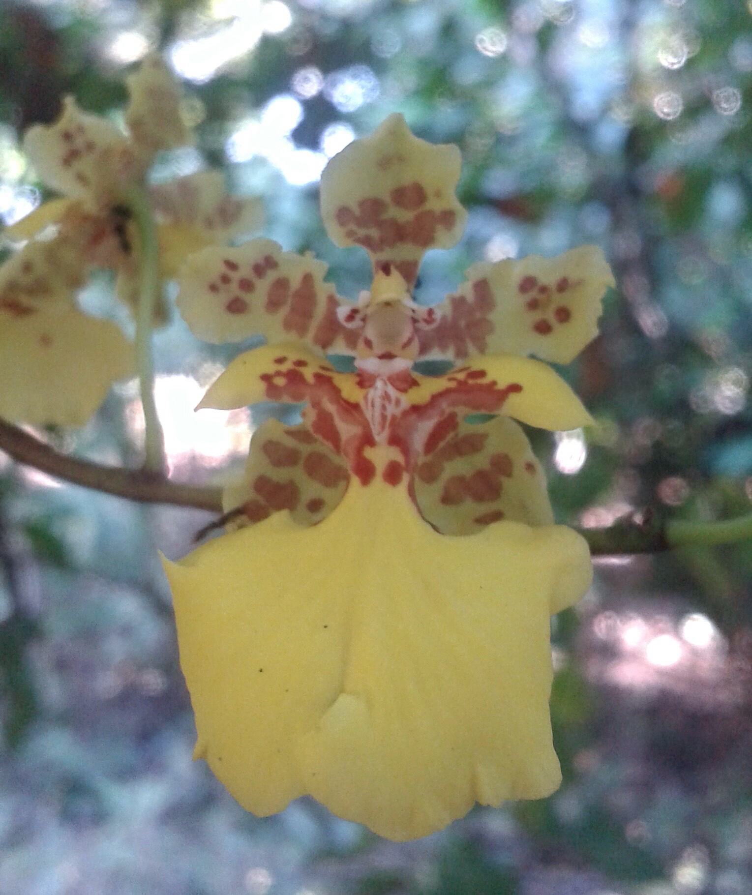 Trichocentrum cepula