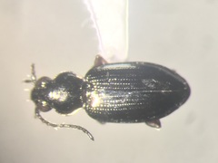 Bembidion properans