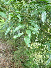 Itea parviflora