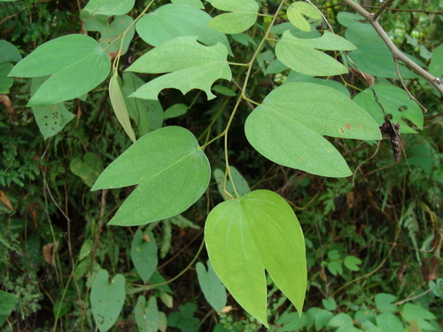 Pata-de-vaca (Bauhinia ungulata)