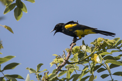 Icterus dominicensis