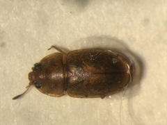 Epuraea rufomarginata