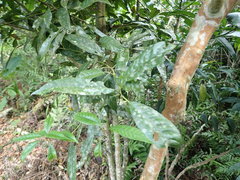Lithocarpus brevicaudatus