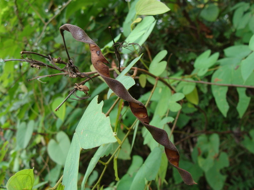 Image of Bauhinia ungulata by (c) Alexis López Hernández, some rights reserved (CC BY)
