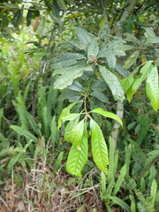 Lithocarpus brevicaudatus