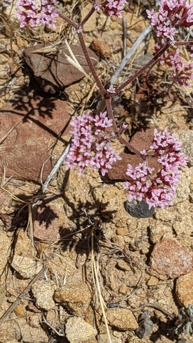 Chorizanthe staticoides, photograph 2