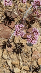 (c) George Williams, some rights reserved (CC BY) Chorizanthe staticoides, photograph (c) George Williams, some rights reserved (CC BY)