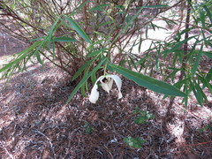 Asimina angustifolia