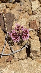 (c) George Williams, some rights reserved (CC BY) Chorizanthe staticoides, photograph (c) George Williams, some rights reserved (CC BY)