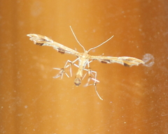 Geina periscelidactylus