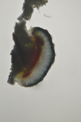 Mycoblastus sanguinarius