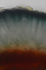 Mycoblastus sanguinarius