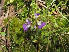 Collinsia violacea