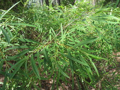 Asimina angustifolia