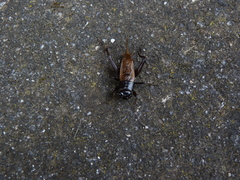 Teleogryllus