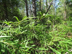 Asimina angustifolia